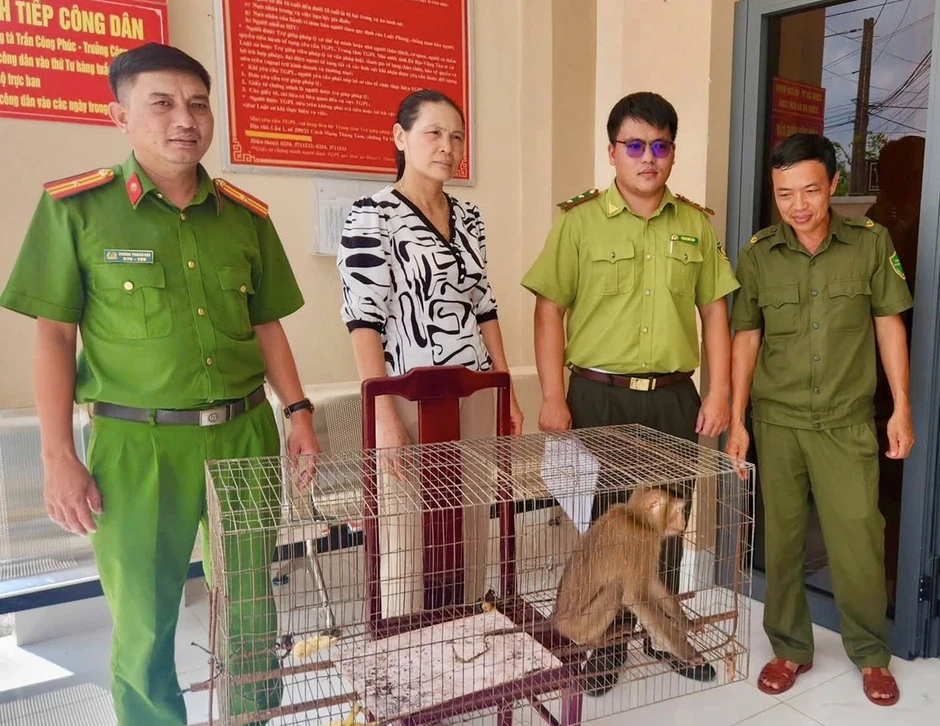Phát hiện khỉ đuôi lợn quý hiếm trong vườn nhà dân ở TPHCM