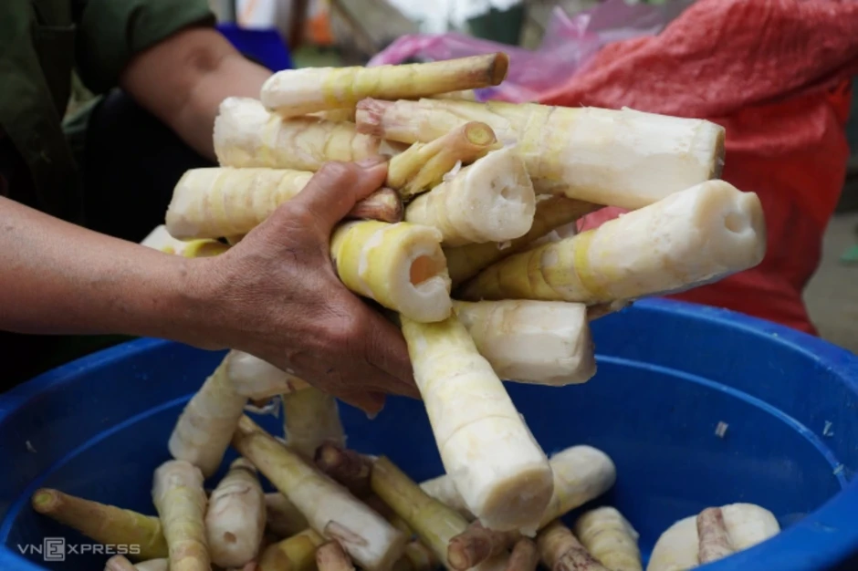 Săn 'lộc rừng' măng đắng ở núi Pù Rinh Săn 'lộc rừng' măng đắng ở núi Pù Rinh