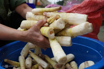 Săn 'lộc rừng' măng đắng ở núi Pù Rinh