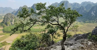 Thanh niên sinh năm 1999 lừa bán cây muội hồng, Công an Hưng Yên tìm bị hại