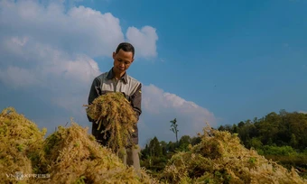 Trồng rêu trên núi cao hơn 2.000 ở Y Tý