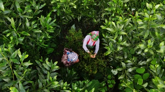 Vào rừng hái ớt mọi