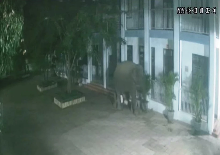 Voi rừng phá tường rào, xông vào khuôn viên trường học ở Sơn La Voi rừng phá tường rào, xông vào khuôn viên trường học ở Sơn La