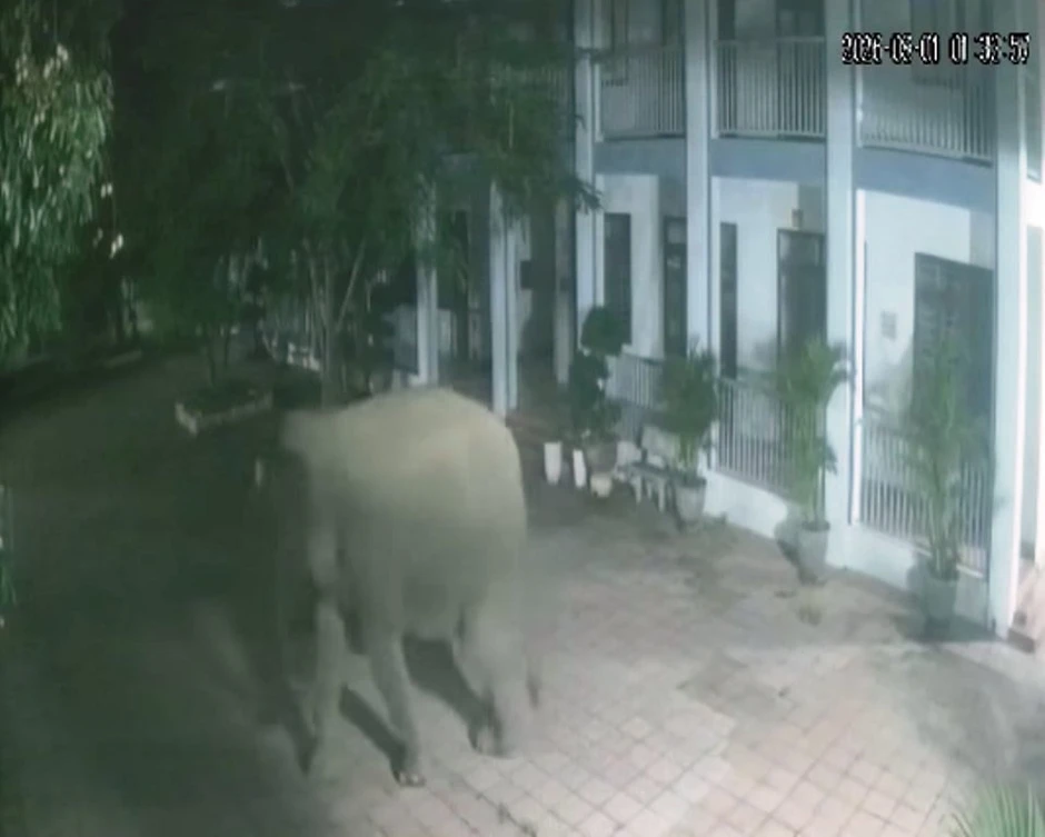 Voi rừng phá tường rào, xông vào khuôn viên trường học ở Sơn La Voi rừng phá tường rào, xông vào khuôn viên trường học ở Sơn La