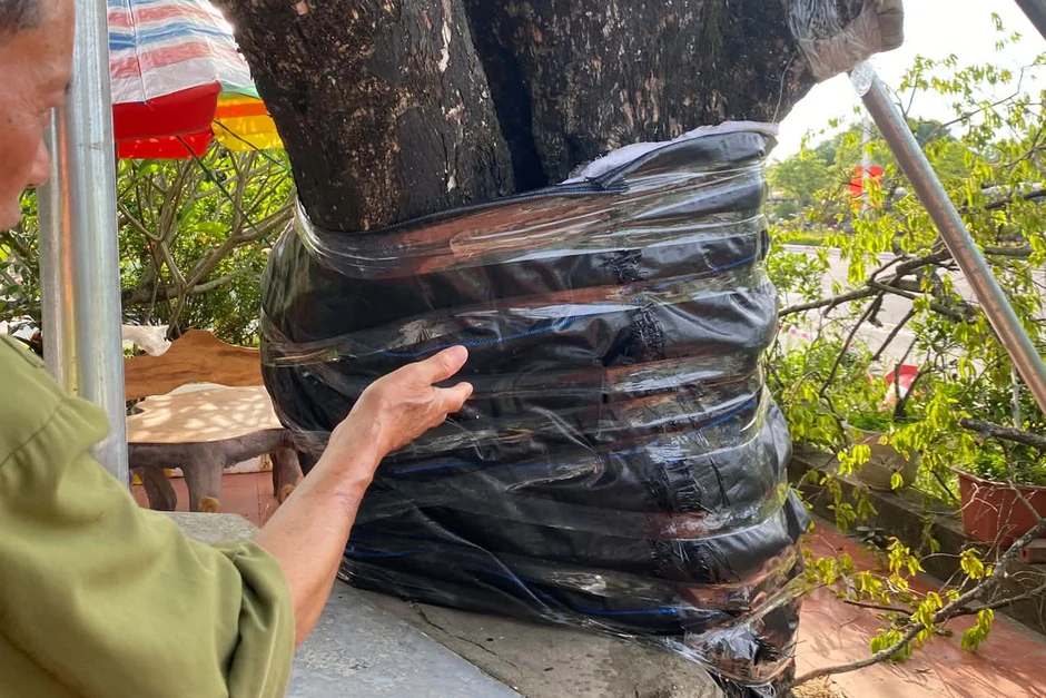 Vụ cây thị trăm tuổi bị nam thanh niên cưa ngang thân: Đau đầu phương án 'cứu' cây Vụ cây thị trăm tuổi bị nam thanh niên cưa ngang thân: Đau đầu phương án 'cứu' cây