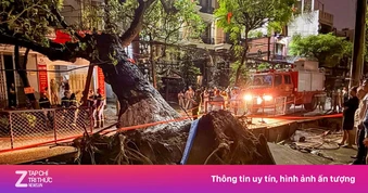 Cây lớn bật gốc đổ ngang đường, nhiều hộ dân mất điện