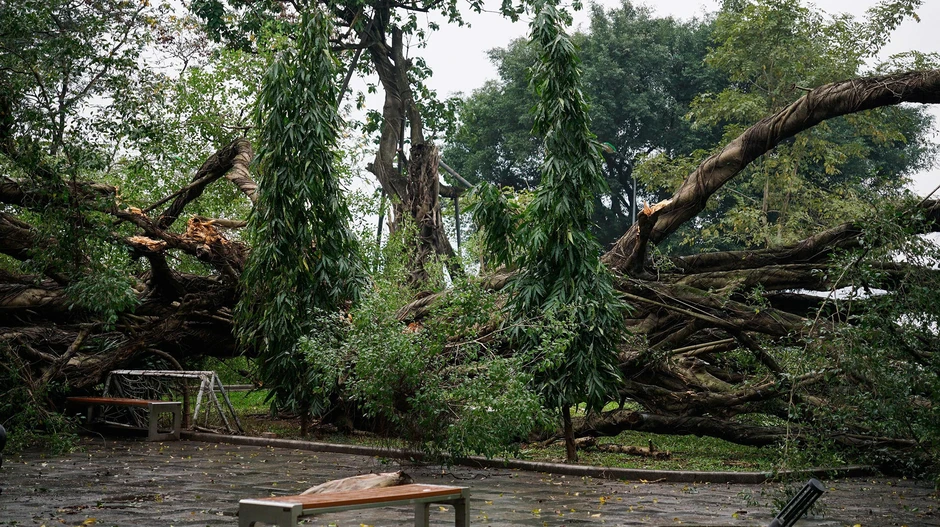 Cây si lớn bất ngờ gãy đổ trong vườn hoa ở Hà Nội, 1 người bị thương Cây si lớn bất ngờ gãy đổ trong vườn hoa ở Hà Nội, 1 người bị thương