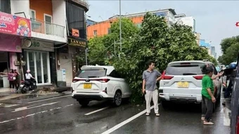 Cây xanh bật gốc đè trúng 2 ô tô ở TP.HCM