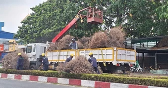 Trồng cây mới thay thế hàng cây Tùng Dương 'đẹp như mơ' khô héo