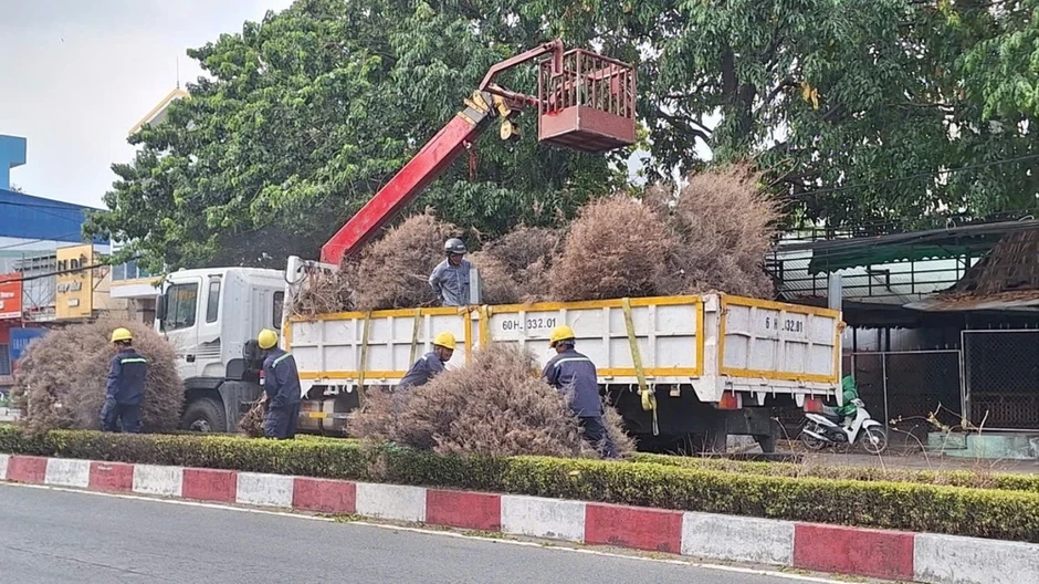 Trồng cây mới thay thế hàng cây Tùng Dương 'đẹp như mơ' khô héo