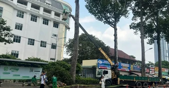 Vụ nhánh cây rơi khiến 1 người đi xe máy tử vong: Nguy cơ từ nhiều cây già cỗi