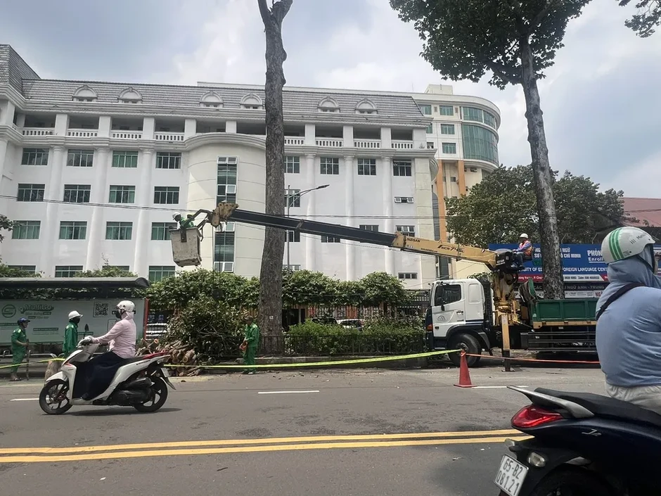Vụ nhánh cây rơi khiến 1 người đi xe máy tử vong: Nguy cơ từ nhiều cây già cỗi