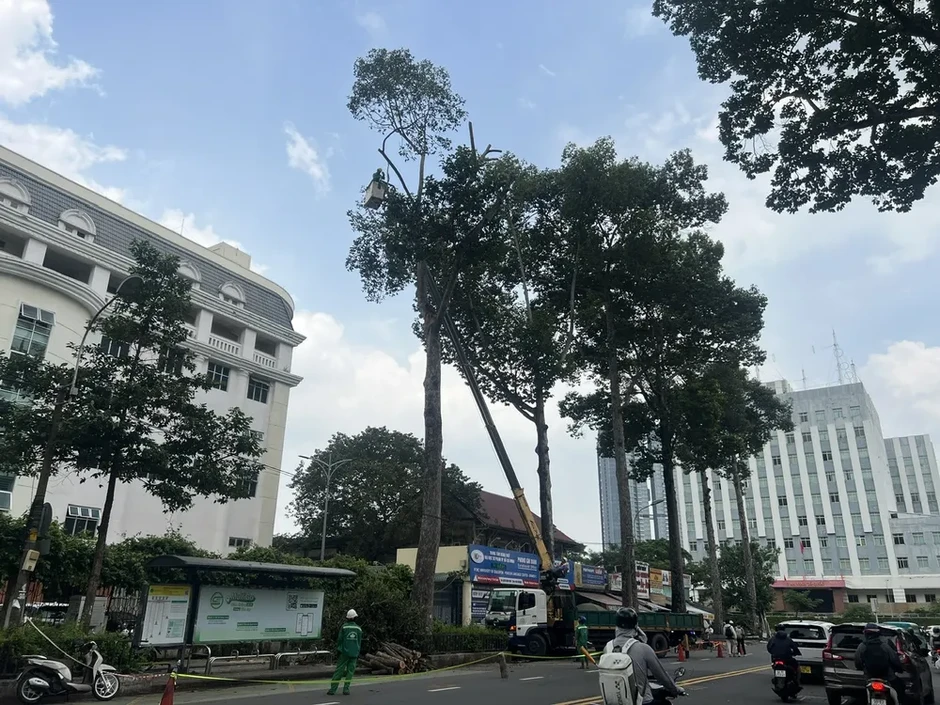 Vụ nhánh cây rơi khiến 1 người đi xe máy tử vong: Nguy cơ từ nhiều cây già cỗi