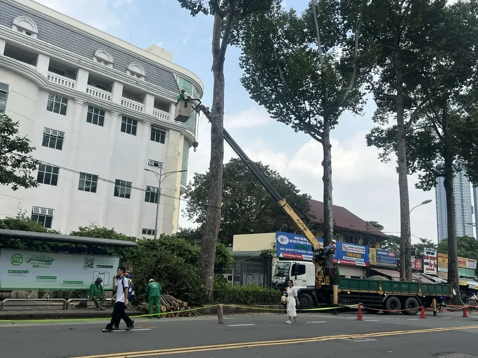 Vụ nhánh cây rơi khiến 1 người đi xe máy tử vong: Nguy cơ từ nhiều cây già cỗi