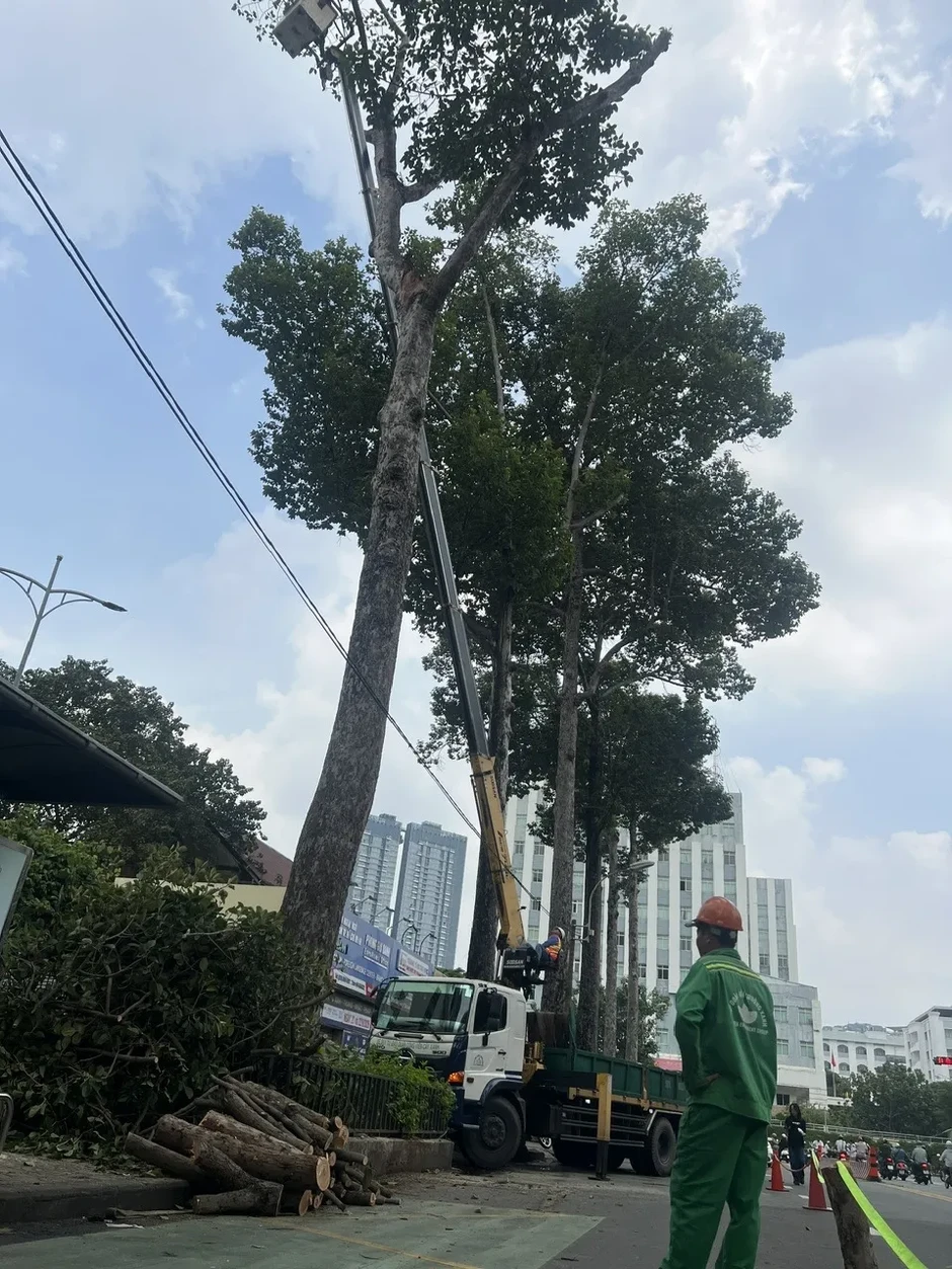 Vụ nhánh cây rơi khiến 1 người đi xe máy tử vong: Nguy cơ từ nhiều cây già cỗi