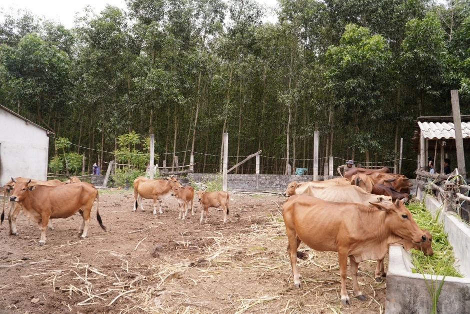 Agribank Bắc Quảng Bình: Hỗ trợ vốn tam nông giúp người dân miền núi làm giàu Agribank Bắc Quảng Bình: Hỗ trợ vốn tam nông giúp người dân miền núi làm giàu