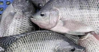 Cá rô phi Việt thoát mác “bình dân”, mở rộng xuất khẩu đến Nhật Bản, Mỹ