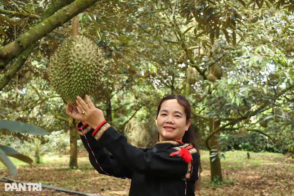 Cao điểm 30 ngày đêm số hóa vùng trồng sầu riêng tại Đắk Lắk Cao điểm 30 ngày đêm số hóa vùng trồng sầu riêng tại Đắk Lắk