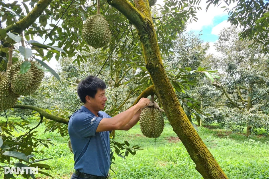 Cao điểm 30 ngày đêm số hóa vùng trồng sầu riêng tại Đắk Lắk Cao điểm 30 ngày đêm số hóa vùng trồng sầu riêng tại Đắk Lắk