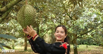 Cao điểm 30 ngày đêm số hóa vùng trồng sầu riêng tại Đắk Lắk