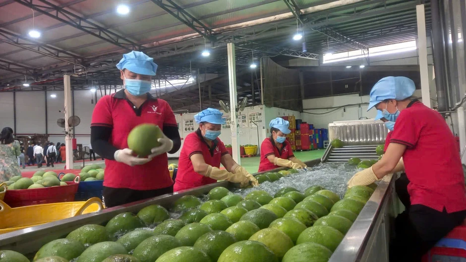Chanh, bưởi chuẩn bị vào Trung Quốc: Doanh nghiệp cần chuẩn bị gì?