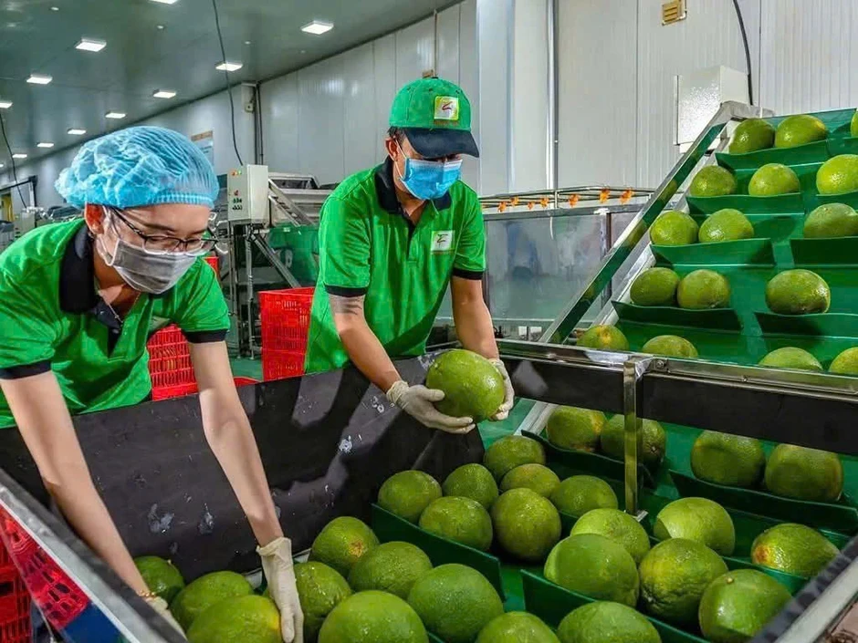 Chanh, bưởi chuẩn bị vào Trung Quốc: Doanh nghiệp cần chuẩn bị gì?