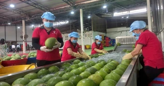 Chanh, bưởi chuẩn bị vào Trung Quốc: Doanh nghiệp cần chuẩn bị gì?