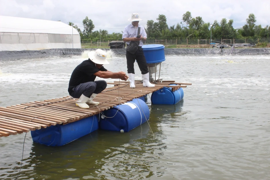 Chi phí tăng vọt, người nuôi tôm miền Tây đối mặt nguy cơ treo ao Chi phí tăng vọt, người nuôi tôm miền Tây đối mặt nguy cơ treo ao