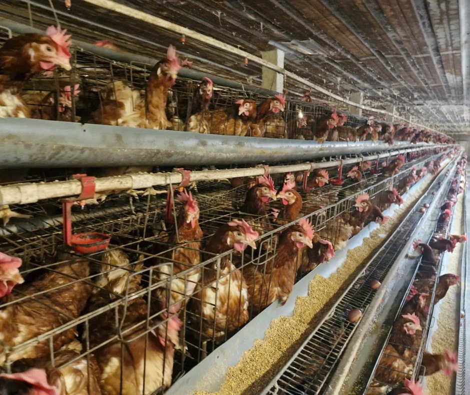 Đà Nẵng: Nông dân ở Đại Lộc vươn lên thoát nghèo nhờ nguồn vốn Agribank Đà Nẵng: Nông dân ở Đại Lộc vươn lên thoát nghèo nhờ nguồn vốn Agribank