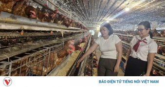 Đà Nẵng: Nông dân ở Đại Lộc vươn lên thoát nghèo nhờ nguồn vốn Agribank