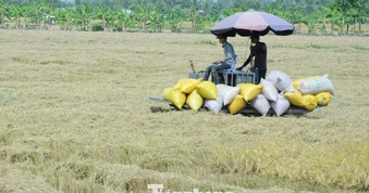 Đề xuất 'biện pháp mạnh' vụ doanh nghiệp nợ tiền lúa của nông dân Cà Mau