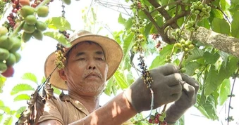 Doanh nghiệp nông sản gấp rút chạy đua trước thềm Lệnh 280 của Trung Quốc