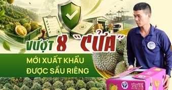 Doanh nghiệp phải vượt 8 'cửa' mới xuất khẩu được sầu riêng