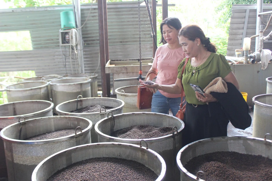 EU siết dư lượng với hồ tiêu và cây gia vị: Doanh nghiệp Việt cần làm gì? EU siết dư lượng với hồ tiêu và cây gia vị: Doanh nghiệp Việt cần làm gì?