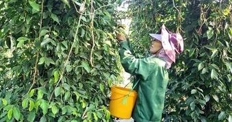 EU siết dư lượng với hồ tiêu và cây gia vị: Doanh nghiệp Việt cần làm gì?