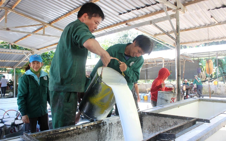 Giá cao su cao nhất từ 2017: Nông dân phấn khởi, doanh nghiệp trúng đậm Giá cao su cao nhất từ 2017: Nông dân phấn khởi, doanh nghiệp trúng đậm