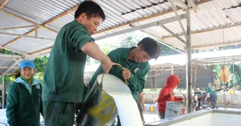 Giá cao su cao nhất từ 2017: Nông dân phấn khởi, doanh nghiệp trúng đậm