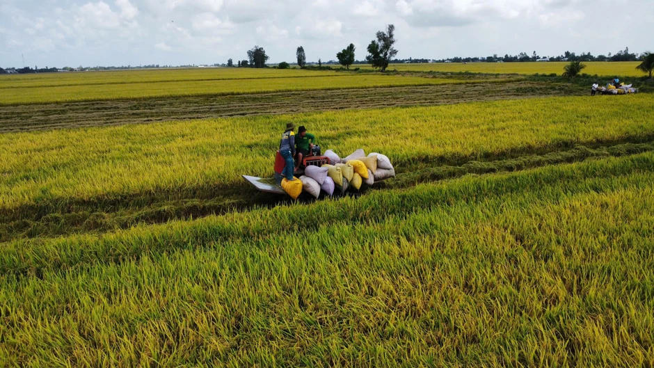 Giá gạo châu Á tăng mạnh nhất gần 20 năm, cơ hội nào cho Việt Nam?