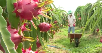 Giá Thanh Long còn 3.000 đồng/kg, làm gì để tìm lại vị thế "trái cây tỷ đô"?