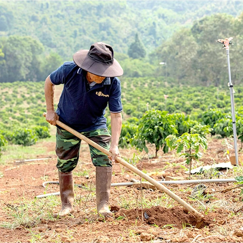 Giải bài toán chọn cà phê chất lượng giữa thị trường đa dạng Giải bài toán chọn cà phê chất lượng giữa thị trường đa dạng