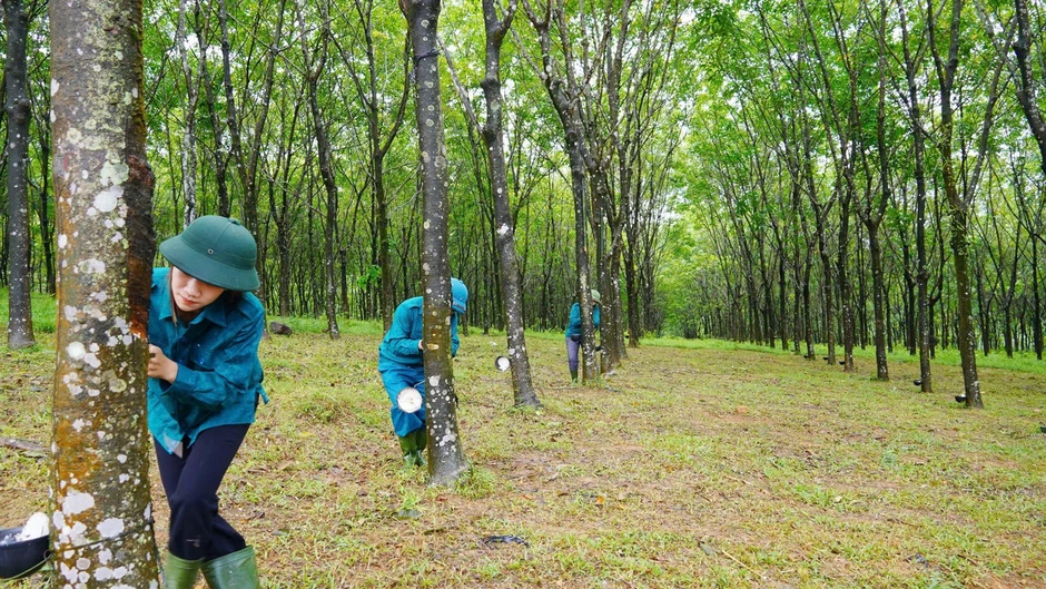 Giữ màu xanh đại ngàn - Kiến tạo giá trị bền vững Giữ màu xanh đại ngàn - Kiến tạo giá trị bền vững