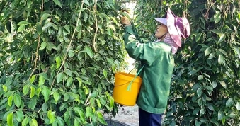 Kẹt đường sang châu Âu, doanh nghiệp xuất khẩu tìm cách bán hàng về nội địa