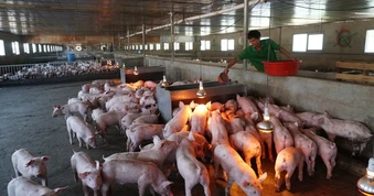 Lợi nhuận hấp dẫn, đại gia Việt đua nhau rót nghìn tỷ đồng vào nuôi lợn