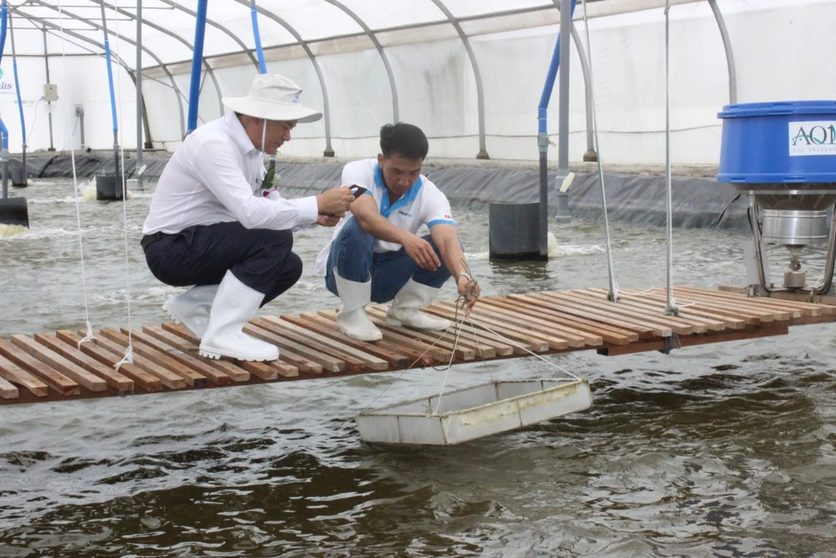 Nghịch lý thủy sản Việt Nam: Tôm nhỏ đắt hàng, tôm lớn chật vật tìm đầu ra Nghịch lý thủy sản Việt Nam: Tôm nhỏ đắt hàng, tôm lớn chật vật tìm đầu ra