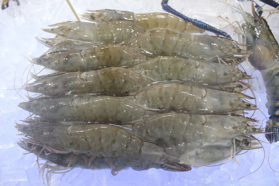 Nghịch lý thủy sản Việt Nam: Tôm nhỏ đắt hàng, tôm lớn chật vật tìm đầu ra Nghịch lý thủy sản Việt Nam: Tôm nhỏ đắt hàng, tôm lớn chật vật tìm đầu ra