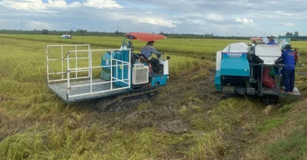 'Nới' xuất khẩu gạo: Doanh nghiệp chưa xuất khẩu khen, nơi đang xuất khẩu nói cần 'cân nhắc'