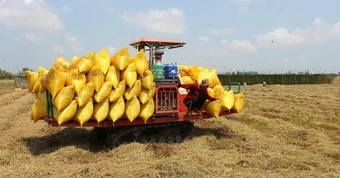Nông dân miền Tây xoay xở với chi phí tăng