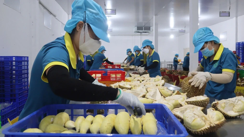 Nút thắt kiểm định sầu riêng: Có tiền vẫn khó mở phòng xét nghiệm Nút thắt kiểm định sầu riêng: Có tiền vẫn khó mở phòng xét nghiệm