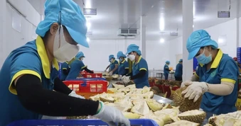 Nút thắt kiểm định sầu riêng: Có tiền vẫn khó mở phòng xét nghiệm