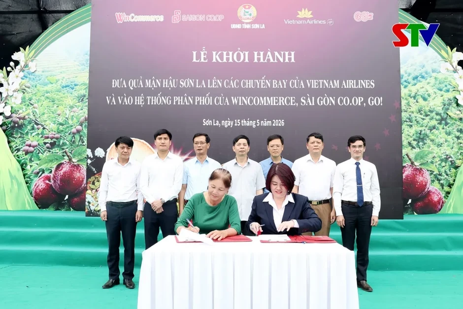 Saigon Co.op đồng hành tiêu thụ mận hậu Sơn La, giá tốt hơn thị trường đến 50% Saigon Co.op đồng hành tiêu thụ mận hậu Sơn La, giá tốt hơn thị trường đến 50%